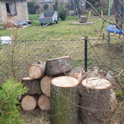 Baumfällung Lehrte