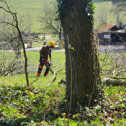 Baumpflege Hannover