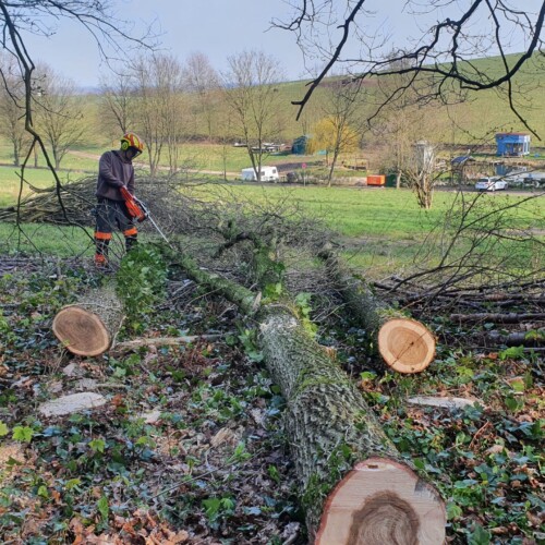 Baumfällung Hannover