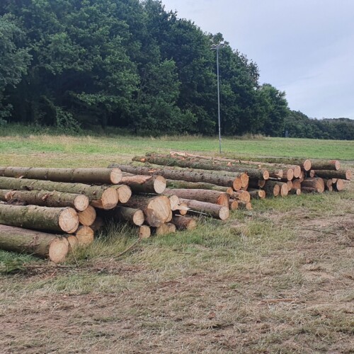 Baumfällung Hannover