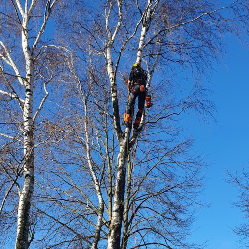 Baumfällung Burgdorf