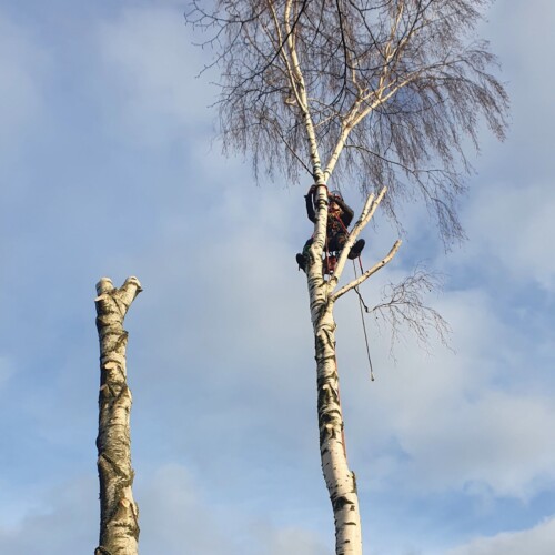 Baumfällung Burgdorf