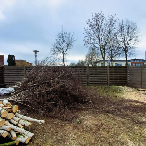 Baumfällung Burgdorf