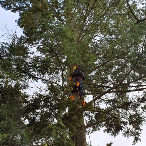 Baumpflege Hänigsen