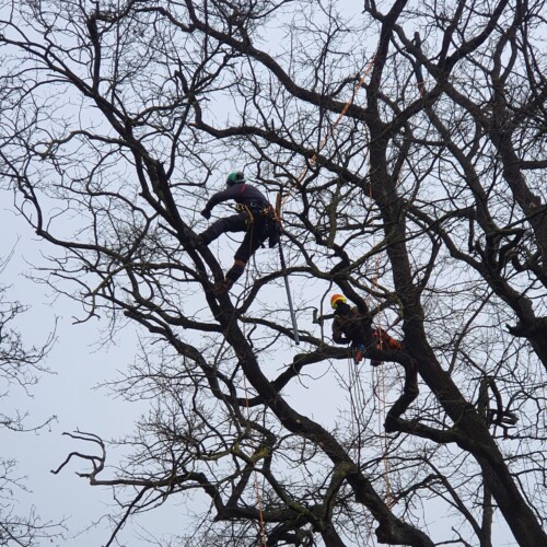 Baumpflege Hänigsen Eiche