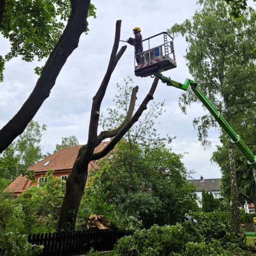 Baumfällung Otze